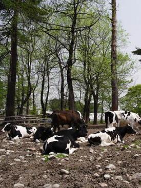 Vacas